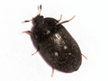 Attagenus pellio